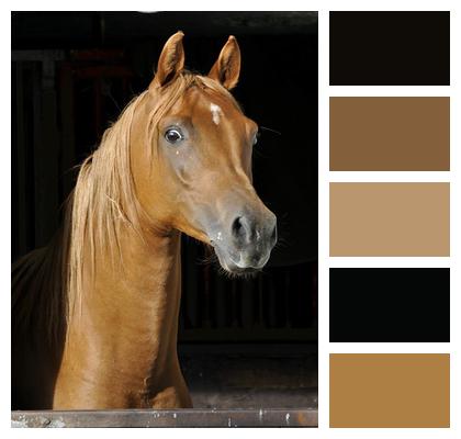 Horse Thoroughbred Arabian Animal Image